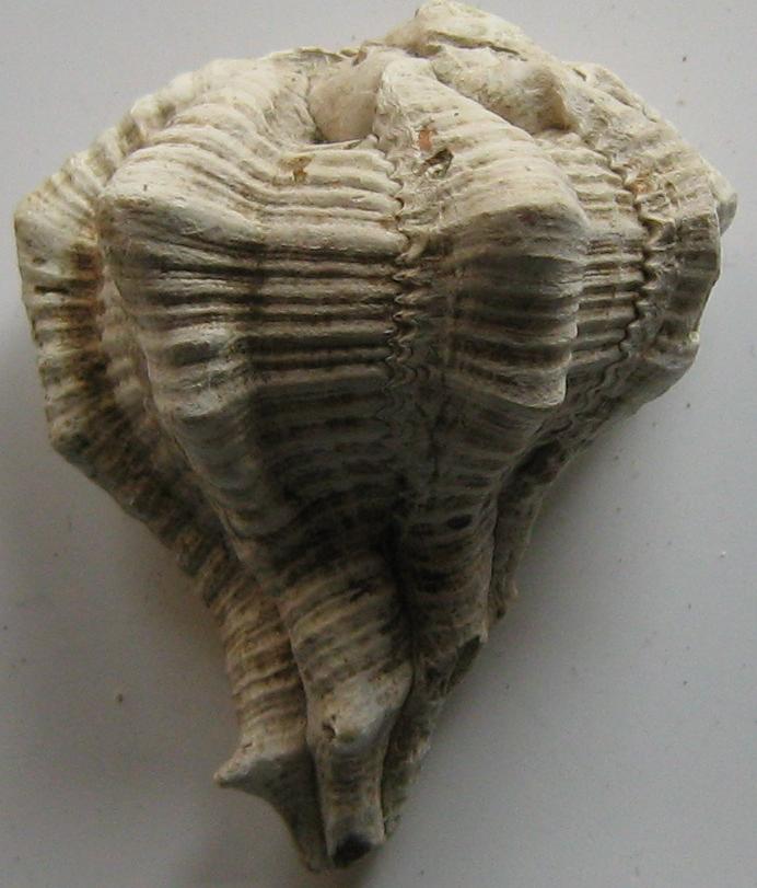 Bolinus brandaris (Linn, 1758)